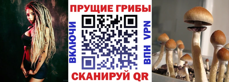 mega ссылки Советская Гавань Галлюциногенные грибы Psilocybe